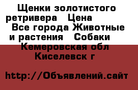 Щенки золотистого ретривера › Цена ­ 15 000 - Все города Животные и растения » Собаки   . Кемеровская обл.,Киселевск г.